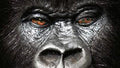 Gorilla Change by Dan Hauss + Dan White